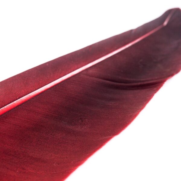 Quill Pen